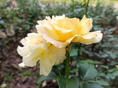 -共青国家森林公园-南大门停车场