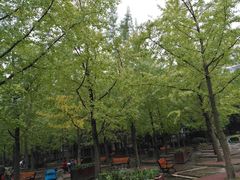 -神仙树公园