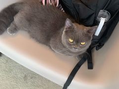 -泰国佛·塔罗·泰牌狐仙古曼