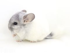 -龙猫仔乐园(惠福东路店)