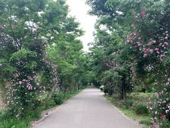 -鹅湖玫瑰文化园