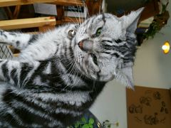 android_upload_pic-海边的猫和咖啡馆