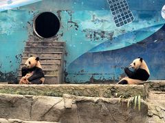 -中国大熊猫保护研究中心雅安碧峰峡基地