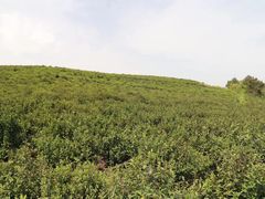 -东白山