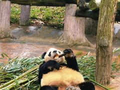 -都江堰中华大熊猫苑