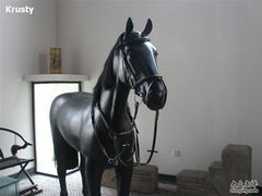 -松声马术俱乐部