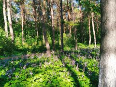 -黑龙江省森林植物园
