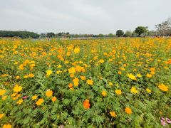 -海珠湖公园