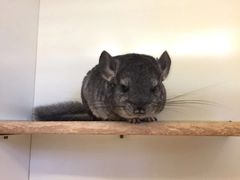 -龙猫仔乐园(惠福东路店)