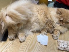 -藏猫猫咖啡主题馆(中央大道店)