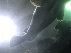 -苏州海洋馆