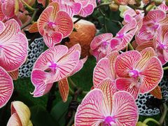 -三圣花乡旅游区