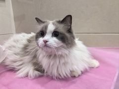 -北京观赏动物医院·24小时大型综合·猫专科·异宠专科