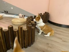 -浣熊柯尔鸭土拨鼠·电玩咖