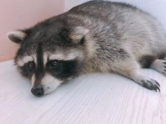 -浣熊柯尔鸭土拨鼠·电玩咖