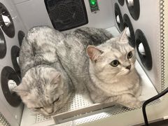 -PETKIT小佩宠物(古北店)