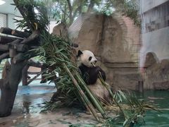 -成都动物园