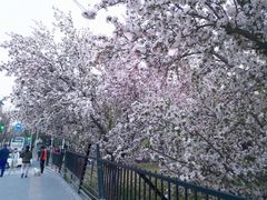 -海棠花溪(元大都城垣遗址公园)
