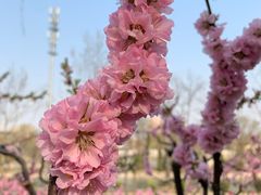 -玲珑塔公园