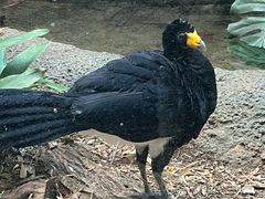 -鸡鸣汤包(红山动物园店)