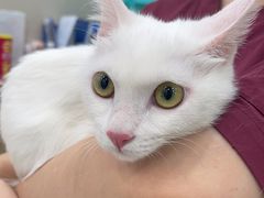 -安安宠医宠物医院·异宠·犬猫内科(岳阳分院)
