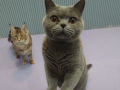 -1013 PET SHOP 宠物商店(近铁城市广场店)