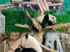 -灵玲国际马戏城