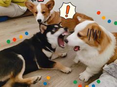 -浣熊柯尔鸭土拨鼠·电玩咖