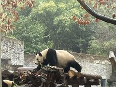 -都江堰中华大熊猫苑