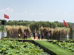 -洪湖生态旅游区