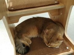 -飞行喵MR PILOT|猫舍·猫咖(静安大融城店)