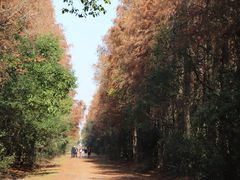 -上海海湾国家森林公园