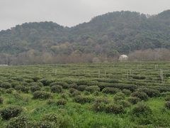 -中国茶叶博物馆(双峰馆区)