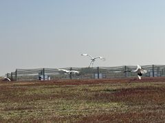 -盐城丹顶鹤湿地生态旅游区