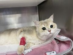 -爱妮康宠物医院·干细胞免疫细胞·肿瘤·心脏(张江店)