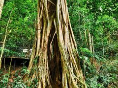 -中国科学院西双版纳热带植物园