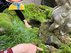 -植觉