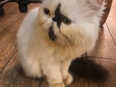 -more than meow吴止猫主题餐厅(承德 中船汇店)