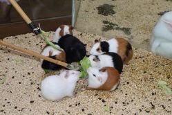 -未来动物城主题公园(正弘城店)