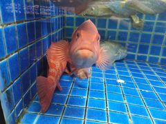 -徐记海鲜(梅溪新天地店)