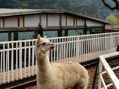 -丽泽山庄·生态怀柔菜·虹鳟鱼(红螺寺店)