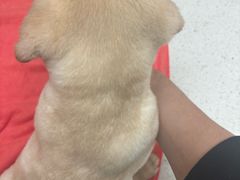 -瑞鹏宠物医院(大运分院)