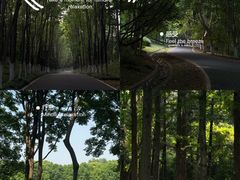 -宜兴龙背山森林公园