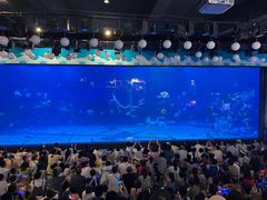 -烟台海昌鲸鲨海洋公园