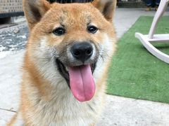 -柴犬高等学院·狗咖·柴犬售卖·宠物训练