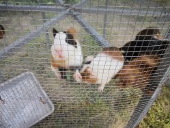 -萌宠亲子动物乐园(槐房万达店)