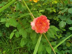 -古柏渡飞黄旅游区