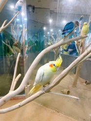 -神奇动物撸宠馆·羊驼·小浣熊·异宠(豫园店)