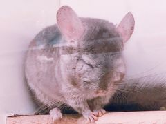 -龙猫仔乐园(惠福东路店)