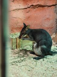 -Zoolung Zoolung动物主题公园(海信广场店)